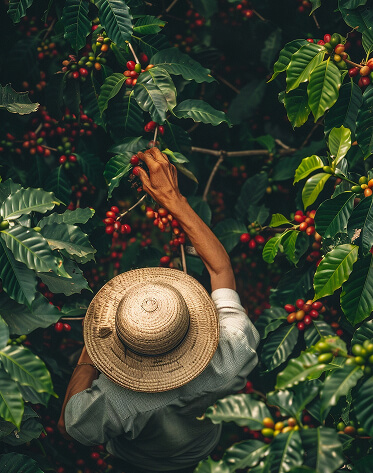 100% natural raffia fiber